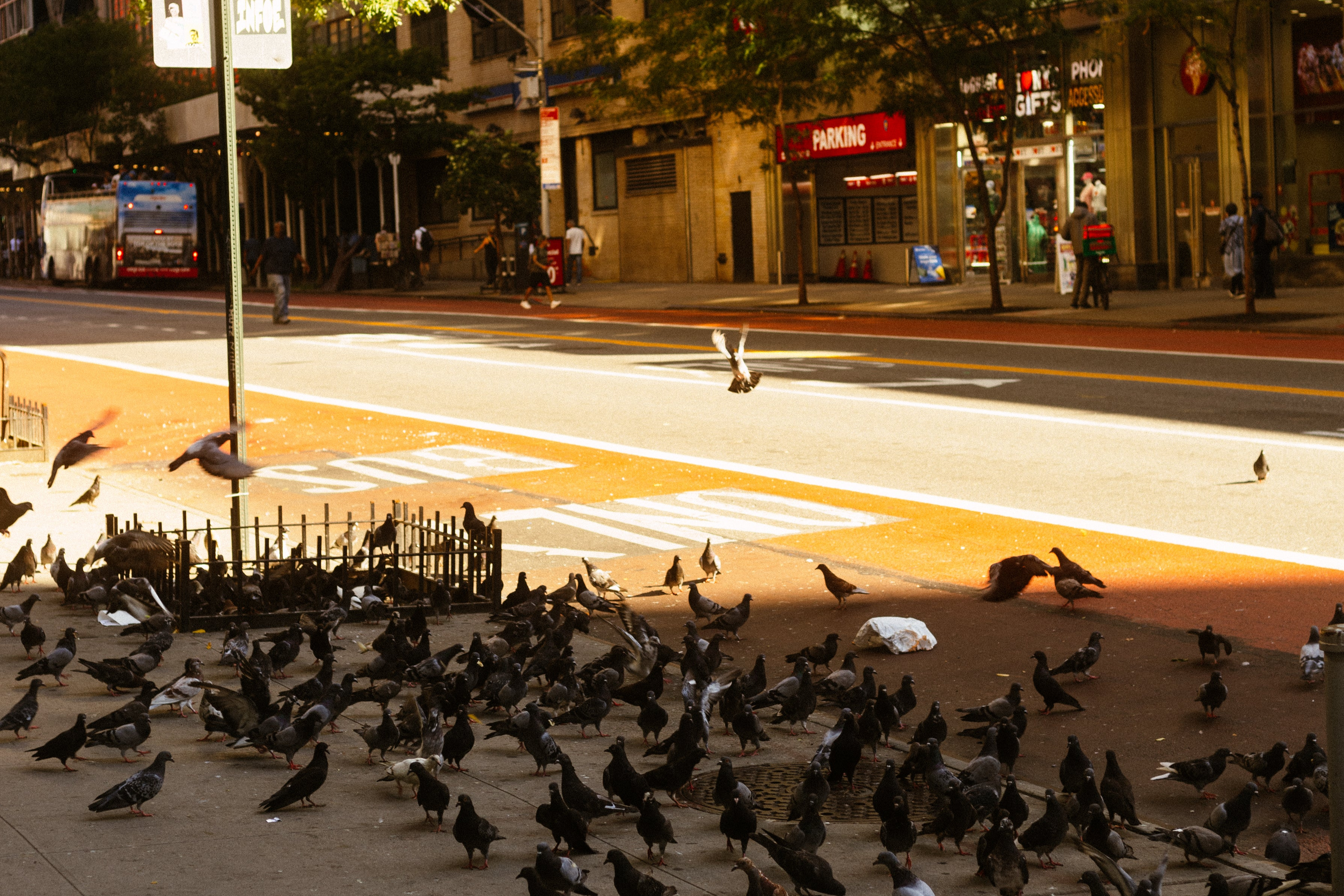 Pigeons on the street
