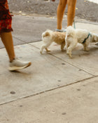 Sidewalk with people walking their dogs