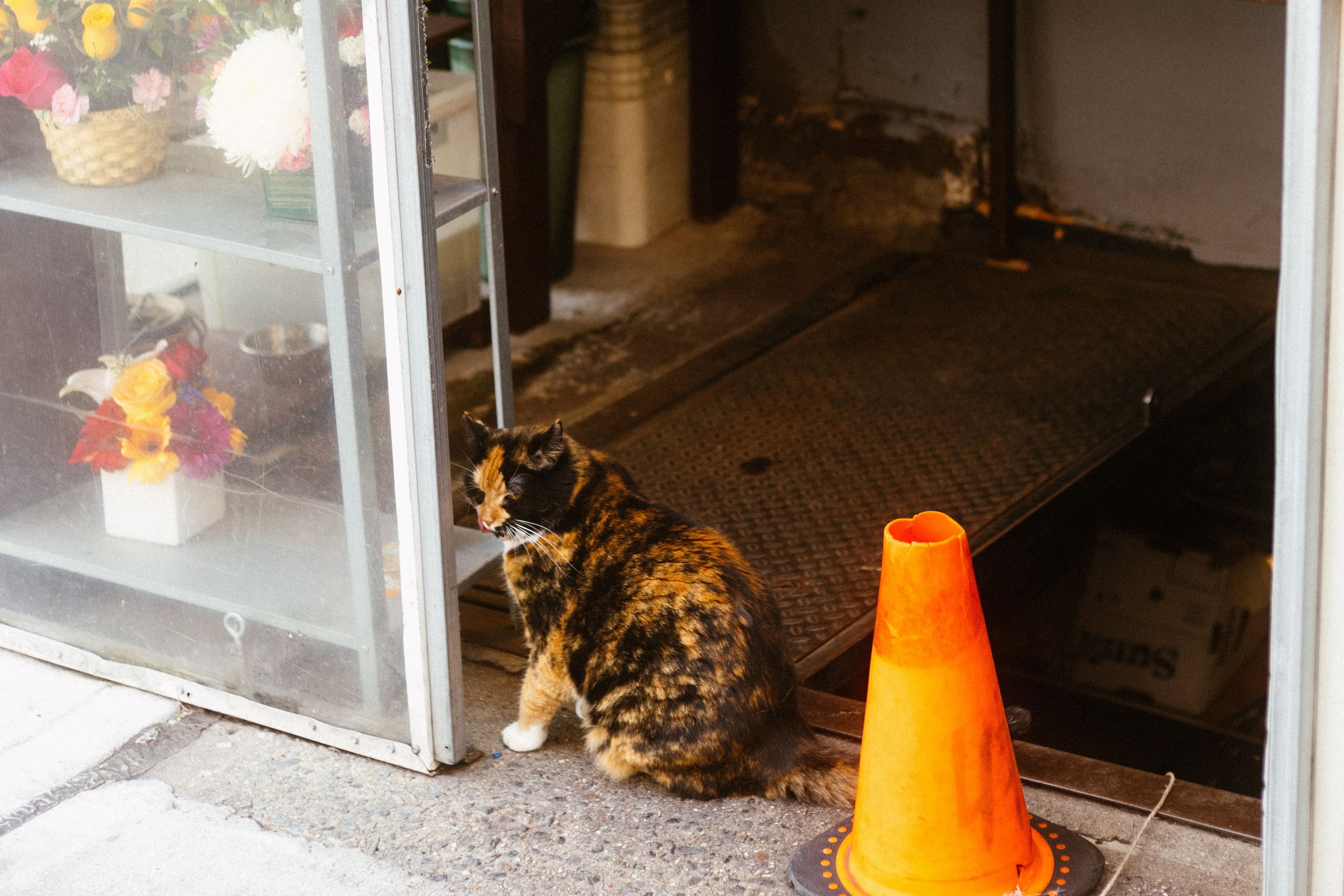 Cat on the street beside a orange cone.